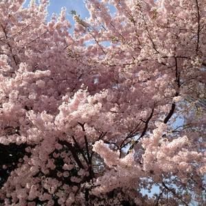 Meet your Posher, Basheerah